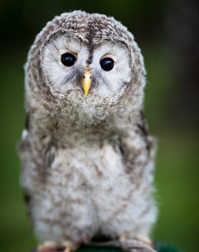 baby-tawny-owl1.jpg