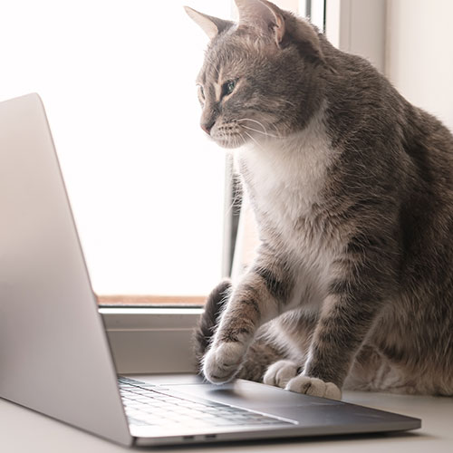 Cat on computer Image