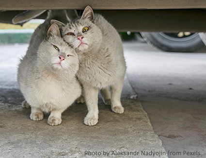 Love Works --2 community cats peeking out from under a car