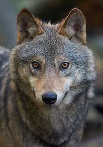 Wolf Mountain Sanctuary </br> - California  -