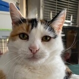 catsaverma@gmail.com