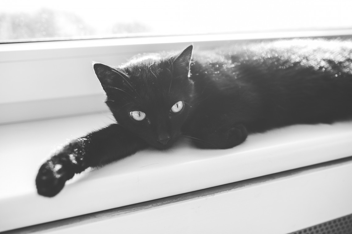 Black Cat Companions