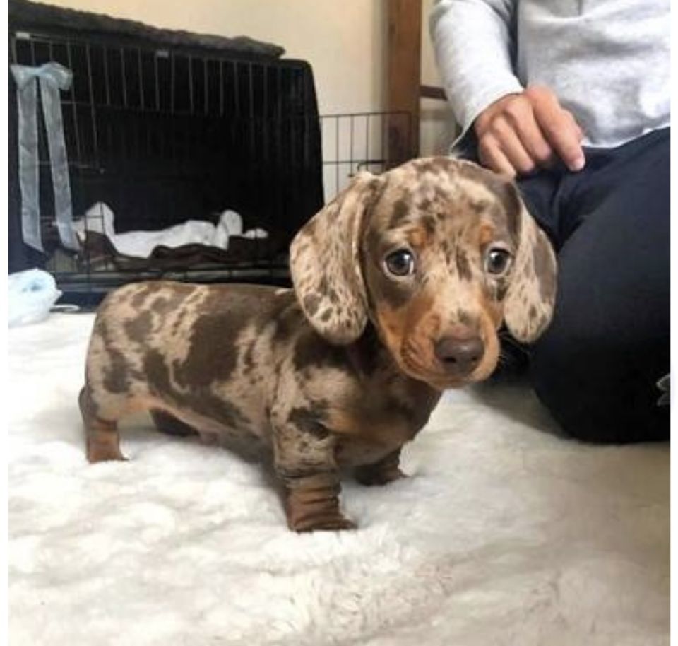 Hi everyone. My kids and I fell in love with these types of puppies (Dachshund) but are having trouble finding where to get one. If you know somewhere can you please let me know.