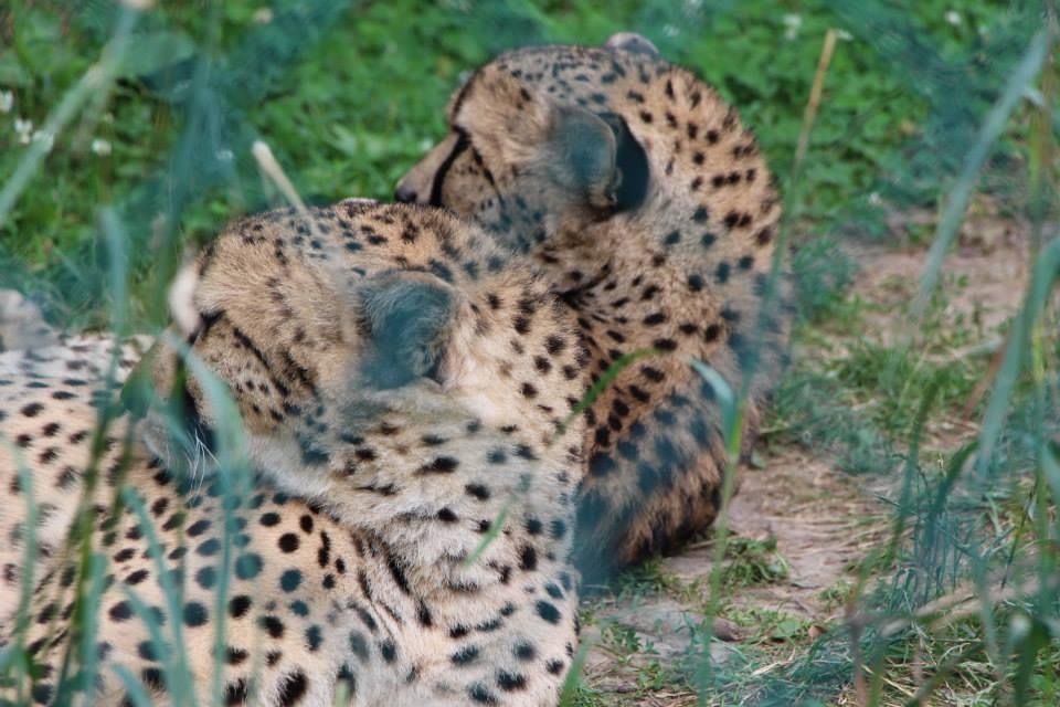 Wild African safari - Cheetahs