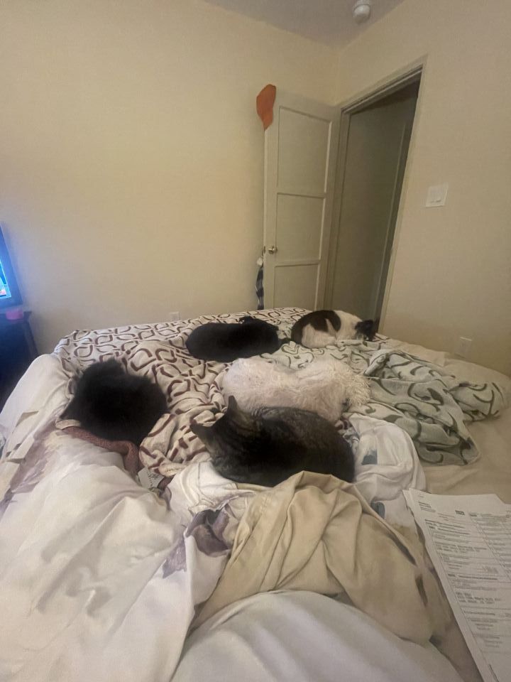 Sometimes there’s just no room for me at all on the bed