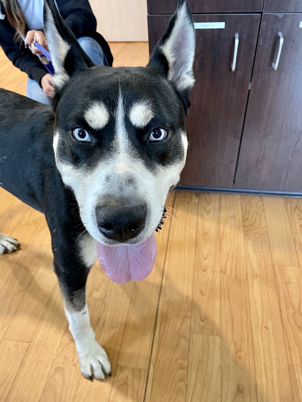 I want to adopt the Husky/Pit mix that came into my work with BBs in his neck. He’s currently up for adoption. His name is Curtis but I would change it to Prince.