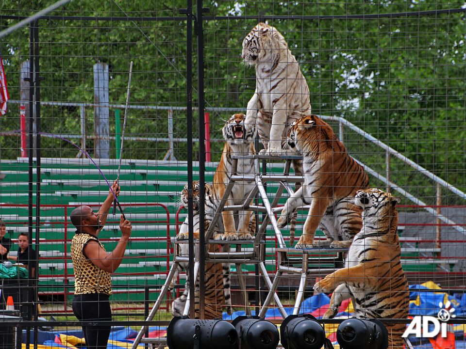 How much longer for these archaic, cruel and demeaning shows in the United States? TODAY IS THE #TEAPSPA DAY OF ACTION TO END CIRCUS SUFFERING IN THE US. Get loud for circus animals across the US. Please email your legislators and urge them to cosponsor the Traveling Exotic Animal & Public Safety Protection Act (HR5999/S3220).Studies of the use of wild animals in traveling circuses show that circuses cannot provide for the physical, behavioral, or psychological needs of wild animals. Animals are confined in small spaces, deprived of physical and social needs, spending excessive amounts of time shut in trailers. They perform through fear, not enjoyment, and are routinely subjected to violence and brutal training methods.HELP END THIS FOR GOOD. Join fellow animal advocates across the US in urging your Congress members to support TEAPSPA. They need to know how important this bill is to you. THE ANIMALS ARE COUNTING ON YOU. https://bit.ly/SupportTEAPSPA Wherever you live, please help us reach more people by spreading the word. Every one of you can make a difference.  #StopCircusSuffering #SupportTEAPSPA
