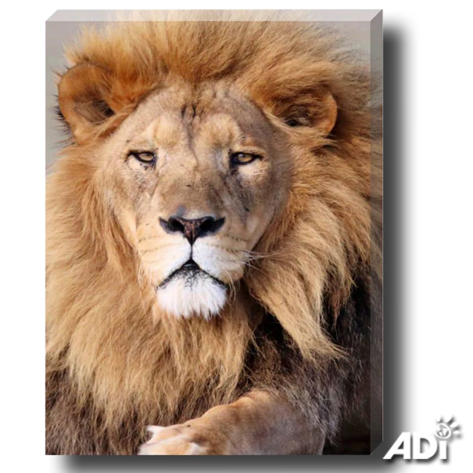INCREDIBLE CANVAS PRINTS OF RESCUED ANIMALS – LAST CHANCE TO ORDER FOR CHRISTMAS. One of these amazing prints will inspire you every day and make a wonderful gift.Choose from nearly 50 canvas prints, of animals whose lives have been transformed by ADI supporters, including regal Tomas, brothers Max and Stripes, Magnificent OJ, indomitable Cholita, Mighty Smith, warrior Leo. If you don’t see a photo you love – any ADI image is available upon request.You can also add to your order other ADI gifts including our cards and our 2023 ADI Animal Rescue Calendar.Today is the last day to order canvas prints for delivery by Christmas. In the UK, place your order this week.  Shop hereUS: https://animal-defenders-international-shop-usa.com/collectionsUK: https://animal-defenders-international-shop.com/collections #holidayshopping #Christmasgifts