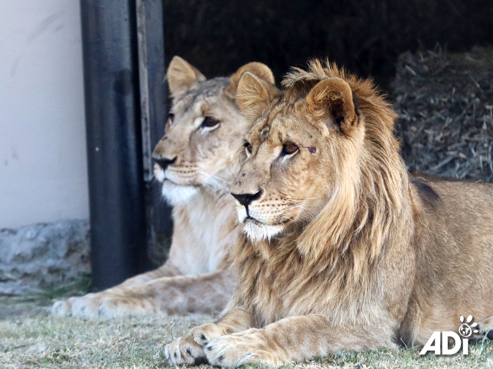 This week, the six lions rescued from the illegal wildlife trade in Kuwait, Shujaa, Saham, Dhubiya, Saif, Aziza and Muheeb, will complete their quarantine at the ADI Wildlife Sanctuary. Following a veterinary assessment they will be released into their larger habitats. Big boys Shujaa and Saham will be going into the main 4-acre Abbey Habitat – supporters will remember the happy years that Leo and Muñeca spent here under the trees and in the open grasslands. The four other lions are in our introduction habitat comprising of Kakato Home Sweet Home and Keith’s Happiness Habitat. This has a total of three houses, five feeding camps and two 1-acre sections and one half-acre section. Dhubiya, Saif, Aziza and Muheeb will be able to rotate through this, spending time next to each other, in each other’s space and we can see how they interact. Dhubiya and Saif are already very closely bonded and although Aziza has spent time with them, she doesn’t seem to have formed a bond and at this stage, seems to be really enjoying her own space. It is possible Aziza and Muheeb can form a pair, or we could have a magnificent pride of all four, or Aziza and Muheeb might just like their own space. We shall see over the coming months – it will be a slow process. For now we can’t wait to see all of the Kuwait 6 getting a bigger taste of Africa!Please consider adopting one of the Kuwait 6 lions to help provide ongoing care:UK store: https://animal-defenders-international-shop.com/collections/animal-adoptionsUS store: https://animal-defenders-international-shop-usa.com/collections/animal-adoptions