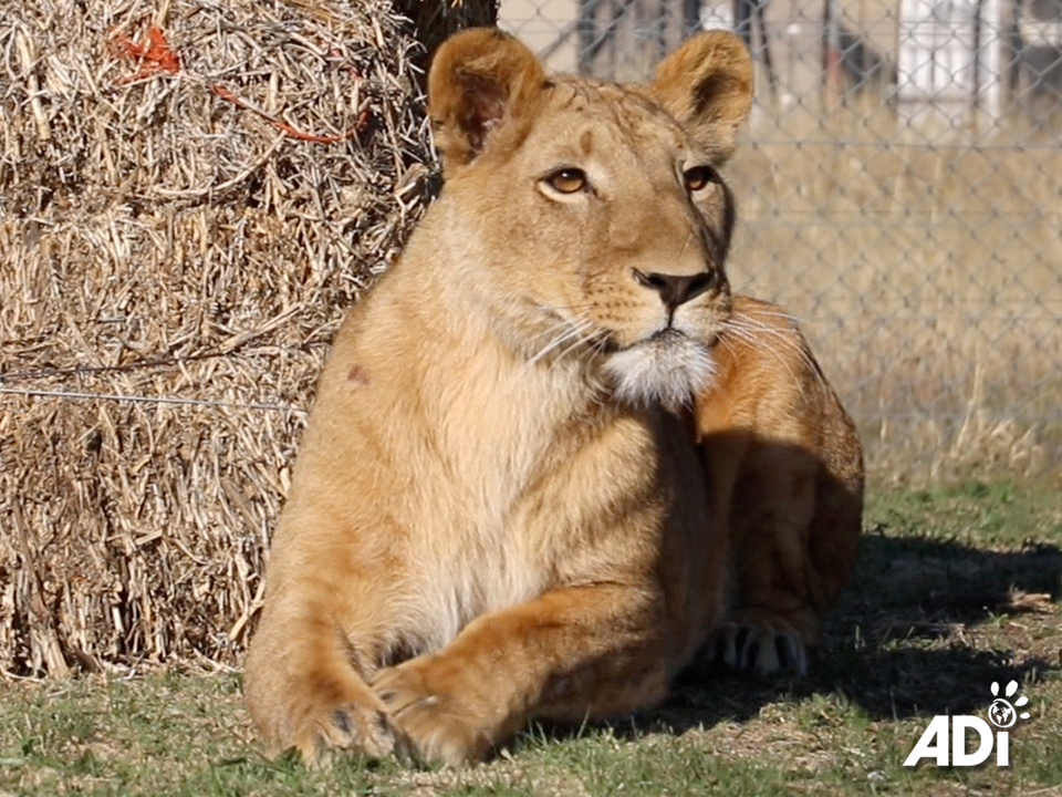 This week, the six lions rescued from the illegal wildlife trade in Kuwait, Shujaa, Saham, Dhubiya, Saif, Aziza and Muheeb, will complete their quarantine at the ADI Wildlife Sanctuary. Following a veterinary assessment they will be released into their larger habitats. Big boys Shujaa and Saham will be going into the main 4-acre Abbey Habitat – supporters will remember the happy years that Leo and Muñeca spent here under the trees and in the open grasslands. The four other lions are in our introduction habitat comprising of Kakato Home Sweet Home and Keith’s Happiness Habitat. This has a total of three houses, five feeding camps and two 1-acre sections and one half-acre section. Dhubiya, Saif, Aziza and Muheeb will be able to rotate through this, spending time next to each other, in each other’s space and we can see how they interact. Dhubiya and Saif are already very closely bonded and although Aziza has spent time with them, she doesn’t seem to have formed a bond and at this stage, seems to be really enjoying her own space. It is possible Aziza and Muheeb can form a pair, or we could have a magnificent pride of all four, or Aziza and Muheeb might just like their own space. We shall see over the coming months – it will be a slow process. For now we can’t wait to see all of the Kuwait 6 getting a bigger taste of Africa!Please consider adopting one of the Kuwait 6 lions to help provide ongoing care:UK store: https://animal-defenders-international-shop.com/collections/animal-adoptionsUS store: https://animal-defenders-international-shop-usa.com/collections/animal-adoptions