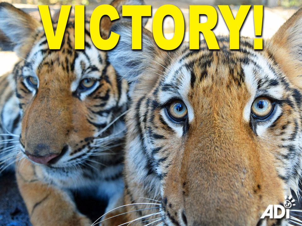 A HUGE VICTORY FOR BIG CATS! The Big Cat Public Safety Act passed the Senate today and now heads to President Joe Biden to be signed into law. We are just one small step away from ending the breeding of big cats for cub petting, photo ops, backyard ‘zoos’, and the pet trade in the US. THANK YOU to Rep Mike Quigley and Senator Richard Blumenthal for their leadership, to everyone who contacted their Congress members urging their support, and to those who helped to spread the word. Years of hard work saw this landmark victory for the animals today. The rampant cycle that fuels the trade and trafficking that’s killing big cats in the wild ends here.Now, let’s end the suffering of big cats and other animals in circuses across the US. Urge your Congress members to co-sponsor the Traveling Exotic Animal and Public Safety Protection Act (#TEAPSPA, HR5999/ S3220): https://bit.ly/SupportTEAPSPA #BCPSA #BigCatPublicSafetyAct