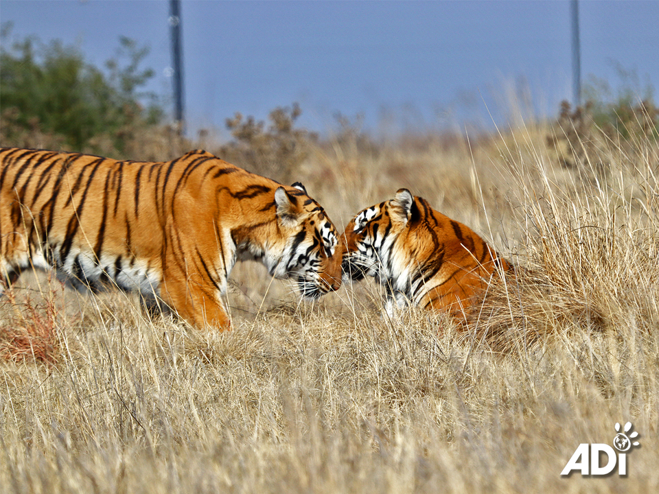 BROTHERLY LOVE. Stripes greets his brother Max with a gentle head bump. The brothers are rarely seen apart despite living in the ADI Wildlife Sanctuary’s largest tiger territory, Kakato by April Fong Habitat.  Max and Stripes were rescued as cubs, along with their family, from a circus in Guatemala. They are truly the lucky ones, having grown up in an environment as close as possible to nature instead of a circus cage. Although generally solitary in the wild, in sanctuaries with plenty of space and no competition for food or mates, tigers like each others’ company.To adopt these two loving brothers and help support their ongoing care: US store: https://animal-defenders-international-shop-usa.com/products/tiger-family-adoption-max-and-stripesUK store: https://animal-defenders-international-shop.com/products/tiger-family-adoption-max-and-stripes