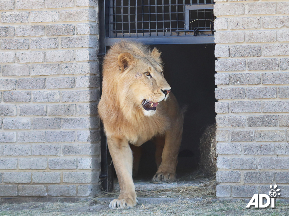 This week, the six lions rescued from the illegal wildlife trade in Kuwait, Shujaa, Saham, Dhubiya, Saif, Aziza and Muheeb, will complete their quarantine at the ADI Wildlife Sanctuary. Following a veterinary assessment they will be released into their larger habitats. Big boys Shujaa and Saham will be going into the main 4-acre Abbey Habitat – supporters will remember the happy years that Leo and Muñeca spent here under the trees and in the open grasslands. The four other lions are in our introduction habitat comprising of Kakato Home Sweet Home and Keith’s Happiness Habitat. This has a total of three houses, five feeding camps and two 1-acre sections and one half-acre section. Dhubiya, Saif, Aziza and Muheeb will be able to rotate through this, spending time next to each other, in each other’s space and we can see how they interact. Dhubiya and Saif are already very closely bonded and although Aziza has spent time with them, she doesn’t seem to have formed a bond and at this stage, seems to be really enjoying her own space. It is possible Aziza and Muheeb can form a pair, or we could have a magnificent pride of all four, or Aziza and Muheeb might just like their own space. We shall see over the coming months – it will be a slow process. For now we can’t wait to see all of the Kuwait 6 getting a bigger taste of Africa!Please consider adopting one of the Kuwait 6 lions to help provide ongoing care:UK store: https://animal-defenders-international-shop.com/collections/animal-adoptionsUS store: https://animal-defenders-international-shop-usa.com/collections/animal-adoptions