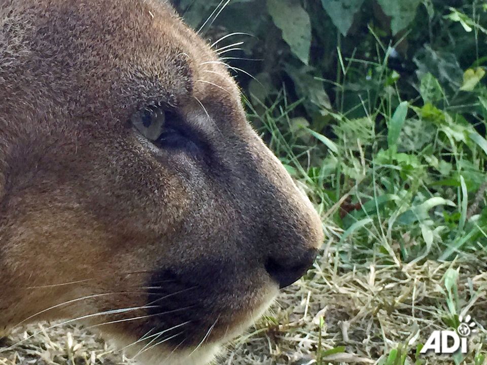 ARGENTINE COURT RULES THAT COUGAR HAS RIGHTS. In 2019, police officers in Buenos Aires, Argentina, confiscated a six month old cougar named Lola Limon, found tied up in front of a house. The public prosecutor requested that the “sentient being” be declared “a subject of rights” and that the cougar “be granted her complete freedom, free of any measure or legal restriction, with definitive legal custody granted” to Buenos Aires’ Interactive Ecopark. Lola Limon, now three years old, is in “sufficient physical condition to undergo the first step of treatment,” including a chance to be returned to her natural environment from which she was illegally taken.The court has recently ruled that the cougar was a subject of rights, and referenced other caselaw, as well as the 1977 Universal Declaration of Animal Rights (UN, UNESCO), which states that “All animals are born with an equal claim on life and the same rights to existence” and the stipulation that all animals are entitled to the right to respect, attention, care, and protection from humankind.We hope that this ruling sets a precedent for similar court cases and legislation in other countries.