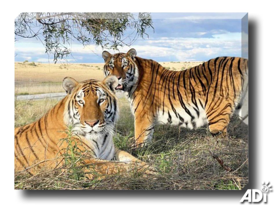 INCREDIBLE CANVAS PRINTS OF RESCUED ANIMALS – LAST CHANCE TO ORDER FOR CHRISTMAS. One of these amazing prints will inspire you every day and make a wonderful gift.Choose from nearly 50 canvas prints, of animals whose lives have been transformed by ADI supporters, including regal Tomas, brothers Max and Stripes, Magnificent OJ, indomitable Cholita, Mighty Smith, warrior Leo. If you don’t see a photo you love – any ADI image is available upon request.You can also add to your order other ADI gifts including our cards and our 2023 ADI Animal Rescue Calendar.Today is the last day to order canvas prints for delivery by Christmas. In the UK, place your order this week.  Shop hereUS: https://animal-defenders-international-shop-usa.com/collectionsUK: https://animal-defenders-international-shop.com/collections #holidayshopping #Christmasgifts