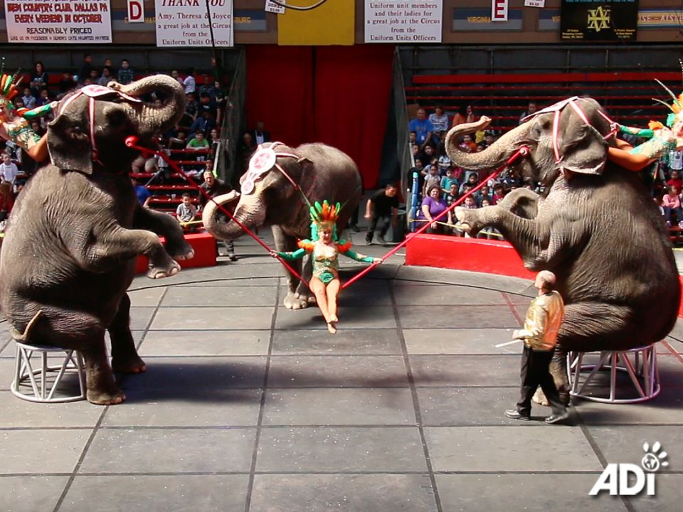 How much longer for these archaic, cruel and demeaning shows in the United States? TODAY IS THE #TEAPSPA DAY OF ACTION TO END CIRCUS SUFFERING IN THE US. Get loud for circus animals across the US. Please email your legislators and urge them to cosponsor the Traveling Exotic Animal & Public Safety Protection Act (HR5999/S3220).Studies of the use of wild animals in traveling circuses show that circuses cannot provide for the physical, behavioral, or psychological needs of wild animals. Animals are confined in small spaces, deprived of physical and social needs, spending excessive amounts of time shut in trailers. They perform through fear, not enjoyment, and are routinely subjected to violence and brutal training methods.HELP END THIS FOR GOOD. Join fellow animal advocates across the US in urging your Congress members to support TEAPSPA. They need to know how important this bill is to you. THE ANIMALS ARE COUNTING ON YOU. https://bit.ly/SupportTEAPSPA Wherever you live, please help us reach more people by spreading the word. Every one of you can make a difference.  #StopCircusSuffering #SupportTEAPSPA