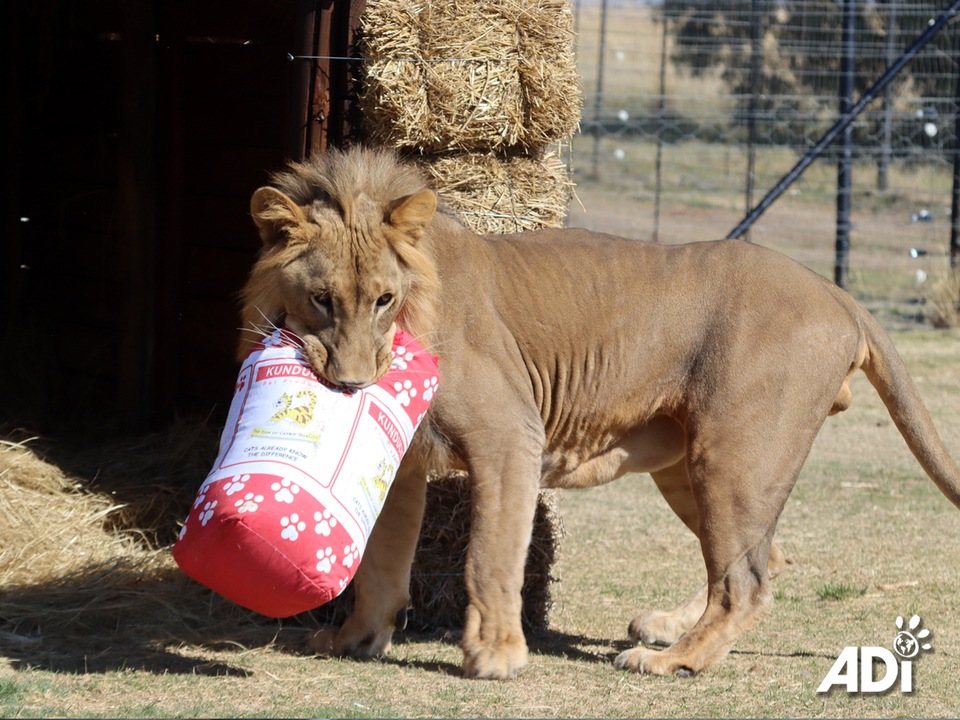 This week, the six lions rescued from the illegal wildlife trade in Kuwait, Shujaa, Saham, Dhubiya, Saif, Aziza and Muheeb, will complete their quarantine at the ADI Wildlife Sanctuary. Following a veterinary assessment they will be released into their larger habitats. Big boys Shujaa and Saham will be going into the main 4-acre Abbey Habitat – supporters will remember the happy years that Leo and Muñeca spent here under the trees and in the open grasslands. The four other lions are in our introduction habitat comprising of Kakato Home Sweet Home and Keith’s Happiness Habitat. This has a total of three houses, five feeding camps and two 1-acre sections and one half-acre section. Dhubiya, Saif, Aziza and Muheeb will be able to rotate through this, spending time next to each other, in each other’s space and we can see how they interact. Dhubiya and Saif are already very closely bonded and although Aziza has spent time with them, she doesn’t seem to have formed a bond and at this stage, seems to be really enjoying her own space. It is possible Aziza and Muheeb can form a pair, or we could have a magnificent pride of all four, or Aziza and Muheeb might just like their own space. We shall see over the coming months – it will be a slow process. For now we can’t wait to see all of the Kuwait 6 getting a bigger taste of Africa!Please consider adopting one of the Kuwait 6 lions to help provide ongoing care:UK store: https://animal-defenders-international-shop.com/collections/animal-adoptionsUS store: https://animal-defenders-international-shop-usa.com/collections/animal-adoptions