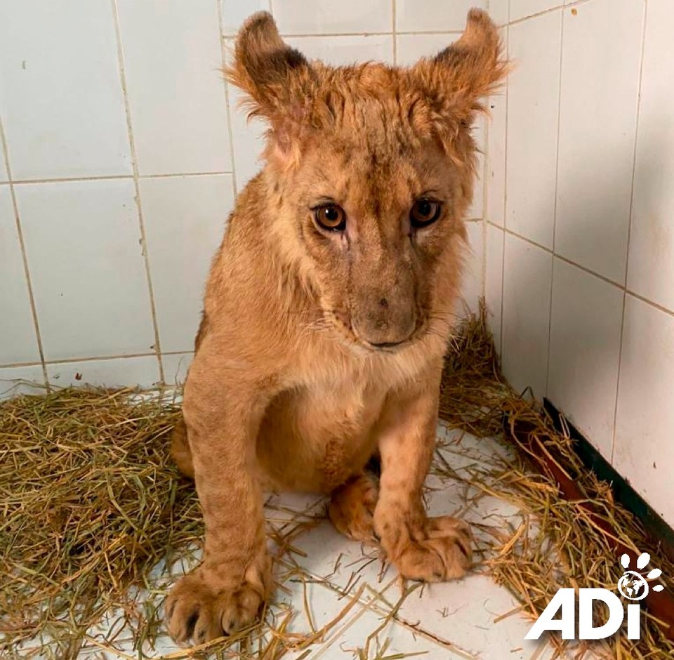 HELP GIVE LITTLE SAIF & HIS FAMILY A FUTURE. Victims of the illegal pet trade, the lions were either seized, captured after being dumped, or voluntarily surrendered. The five lions are in the custody of the closed Kuwait Zoo where they have been cared for until a home could be found.  Will you help bring 10 month old Saif (male), Dhubiya (female), 18 month old Saham (male), Shujaa (male), and 4 year old Muheeb to the ADI Wildlife Sanctuary and give them the best possible life for many years to come? We are currently looking at options for flights and for travel crates but urgently need your help raising the funds towards caring for these animals for life. These are young lions with their whole lives ahead of them.  Please give what you can today:https://act.ad-international.org/page/143210/donate/1 #AnimalDefendersInternational #ADIWildlifeSanctuary #Rescue