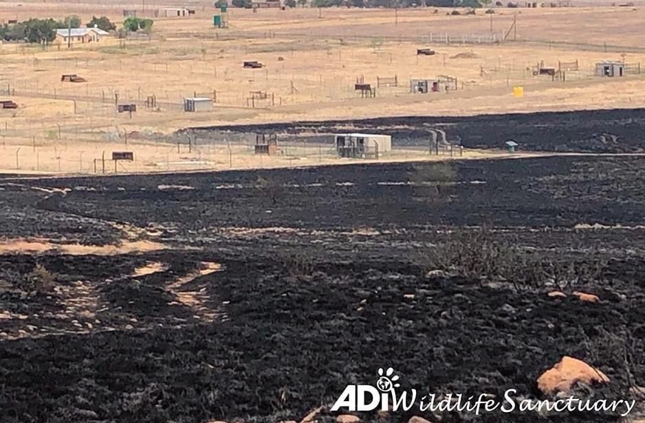 TERRIFYING FIRE SWEEPS INTO ADI WILDLIFE SANCTUARY. ALL RESIDENTS & PERSONNEL SAFE AFTER HEROIC BATTLE TO FIGHT FLAMES. Please give today as we rebuild. https://donate.adiusa.org/sanctuary/On Friday 16th, a neighboring property had set a fire as a ‘controlled’ burn and within 40 minutes they had lost control. A wall of flame surged through the northern perimeter of the sanctuary. ADIWS staff battled the flames on the hillside and got our animal residents into their safe zones. Neighbors also arrived with their fire fighters to assist.The ADIWS team finally stopped the fire within yards of Sasha tiger and lions Tarzan and Tanya’s habitats. Our fire protocols worked and saved lives. Our fire protocol requires that all the lions and tigers are immediately brought into their feeding camps and night houses, which are soaked with water. Every habitat has a hose, water supply and fire extinguisher, our team were also armed with beaters and blowers, high-pressure fire fighters on six vehicles (staff used their own vehicles) which drove into the flames and our system of firebreaks helped slow the blaze, allowing the team to steadily get control. Up to 50 acres of the ADIWS have been left scorched, two vehicles, radios, hoses, solar panels and energisers for fences, water supply, security cameras and our perimeter fence have all been badly damaged. But every resident is safe.  PLEASE GIVE URGENTLY FOR REPAIRS to equipment and vehicles, and to expand our water system around the habitats. Please help spread the word. https://donate.adiusa.org/sanctuary/