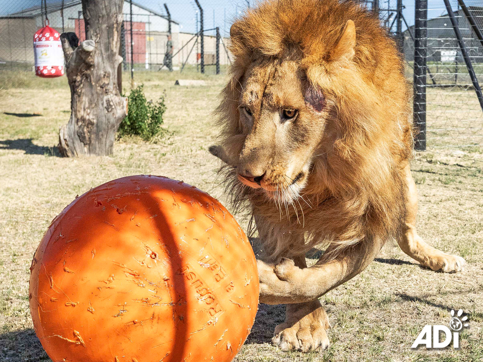 This week, the six lions rescued from the illegal wildlife trade in Kuwait, Shujaa, Saham, Dhubiya, Saif, Aziza and Muheeb, will complete their quarantine at the ADI Wildlife Sanctuary. Following a veterinary assessment they will be released into their larger habitats. Big boys Shujaa and Saham will be going into the main 4-acre Abbey Habitat – supporters will remember the happy years that Leo and Muñeca spent here under the trees and in the open grasslands. The four other lions are in our introduction habitat comprising of Kakato Home Sweet Home and Keith’s Happiness Habitat. This has a total of three houses, five feeding camps and two 1-acre sections and one half-acre section. Dhubiya, Saif, Aziza and Muheeb will be able to rotate through this, spending time next to each other, in each other’s space and we can see how they interact. Dhubiya and Saif are already very closely bonded and although Aziza has spent time with them, she doesn’t seem to have formed a bond and at this stage, seems to be really enjoying her own space. It is possible Aziza and Muheeb can form a pair, or we could have a magnificent pride of all four, or Aziza and Muheeb might just like their own space. We shall see over the coming months – it will be a slow process. For now we can’t wait to see all of the Kuwait 6 getting a bigger taste of Africa!Please consider adopting one of the Kuwait 6 lions to help provide ongoing care:UK store: https://animal-defenders-international-shop.com/collections/animal-adoptionsUS store: https://animal-defenders-international-shop-usa.com/collections/animal-adoptions