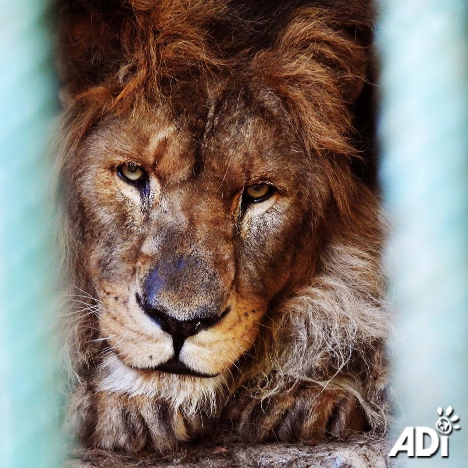 BRING LONELY RUBEN HOME TO AFRICA. Five years ago, a small private zoo in Armenia closed and the animals were relocated – but Ruben was left behind. He has not heard the voices of his own kind in all that time. When Ruben roars nobody roars back. Can you imagine not hearing a human voice for five years? Ruben deserves his chance at life. We want to take him to the ADI Wildlife Sanctuary, South Africa, to a huge natural habitat and the sight and sound of his own kind. Today on #GivingTuesday, help raise funds to transform Ruben’s life. An Armenian sanctuary has agreed to be a temporary place of safety, provided ADI can fund Ruben’s care for the next several months, cover his veterinary procedures, process his export, and import permits, pay for his flight, and prepare a house and habitat for him at the ADIWS.  Donate today https://donate.adiusa.org/ruben/
