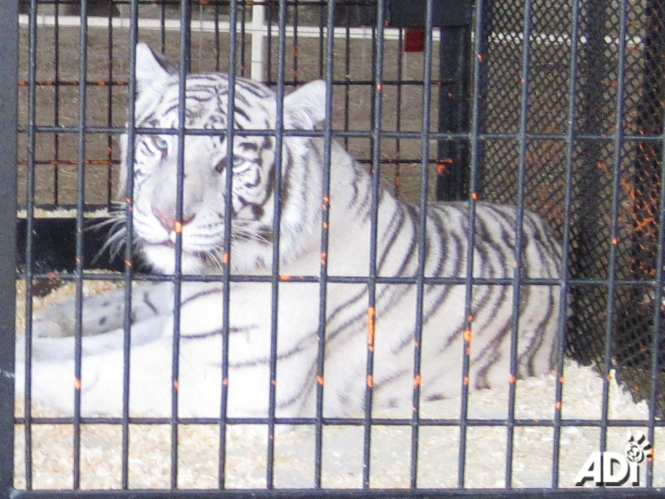 STATE FAIR HOSTS WHITE TIGER ACT. The Georgia State Fair is currently hosting a White Tiger Display at the ​Atlanta Motor Speedway in Hampton, Ga. The tigers will be on display “All day, Every day” through Sunday, October 9. These acts do nothing to teach people about the intelligence, sentience and communications of tigers, what they need or how they live in the wild. Big cats in traveling acts are confined in small cages, deprived of innate physical and social needs, and spend excessive time shut in trailers. These animals often demonstrate abnormal behaviors, like pacing, indicating they are in distress and not coping with their environment.HELP END THESE SHAMEFUL ACTS – SHARE, SPREAD THE WORD & ASK THE FAIR TO END THEIR USE OF PERFORMING WILD ANIMALS.The fair is being produced by Universal Fairs. Please call, email or message both Universal Fairs and the Georgia State Fair TODAY and politely ask them NOT to include the big cat exhibits or other wild animal acts at their events.Universal Fairs Phone: 901-867-7007Universal Fairs Email: info@universalfairs.comGeorgia State Fair Facebook: facebook.com/GeorgiaStateFairGeorgia State Fair Instagram: instagram.com/georgiastatefair