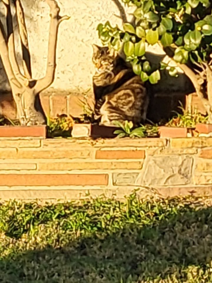 Saw a random cat this morning trying to soak up whatever sun it could find..