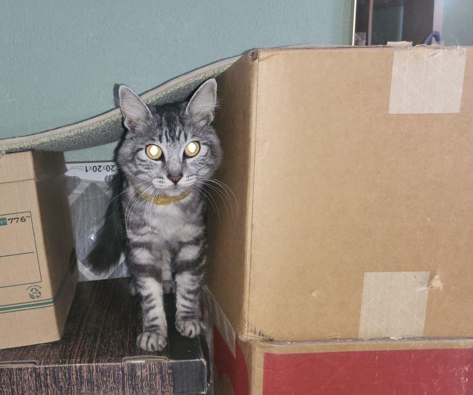 Yeti Freddy loves his Box Fort🤣