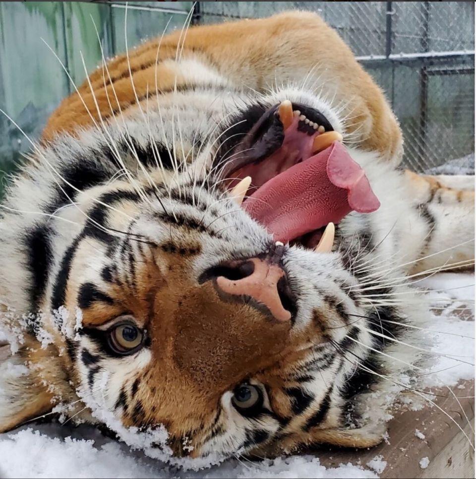 Sometimes you just need a silly Siberian tiger to make the winter weather more tolerable.  :)www.CatTales.org  #CatTalesWildlifeCenter #WildlifeRescue  #TeachingZoo #SupportedByYou #SpokaneEduZoo