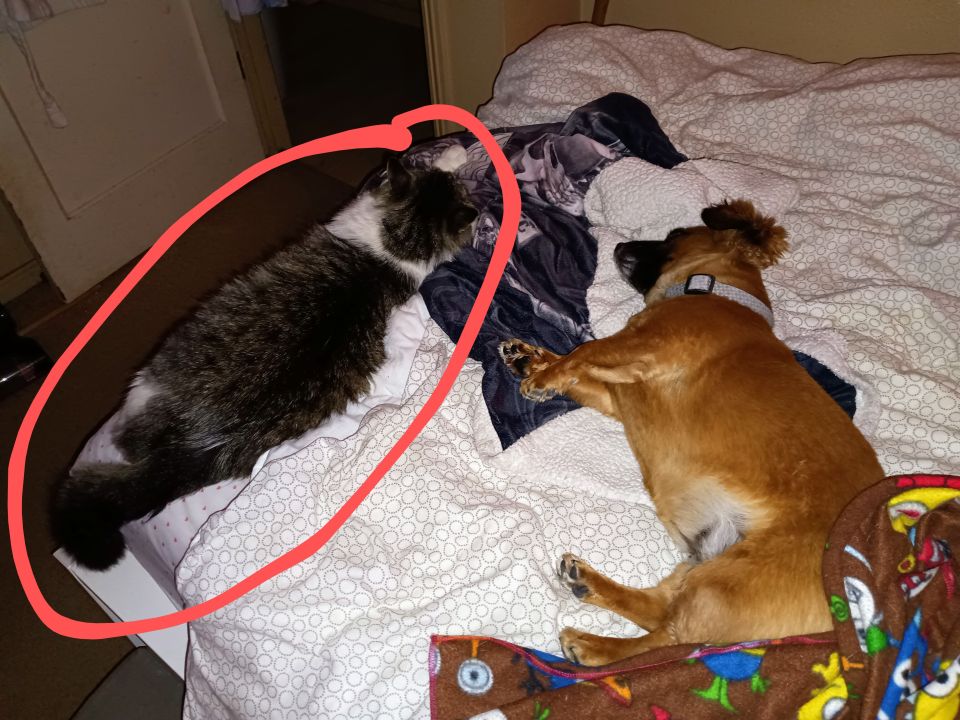 My sister's cat "Yogi Bee" sleeping in my bed with my dog Lulu.. who would have thought.