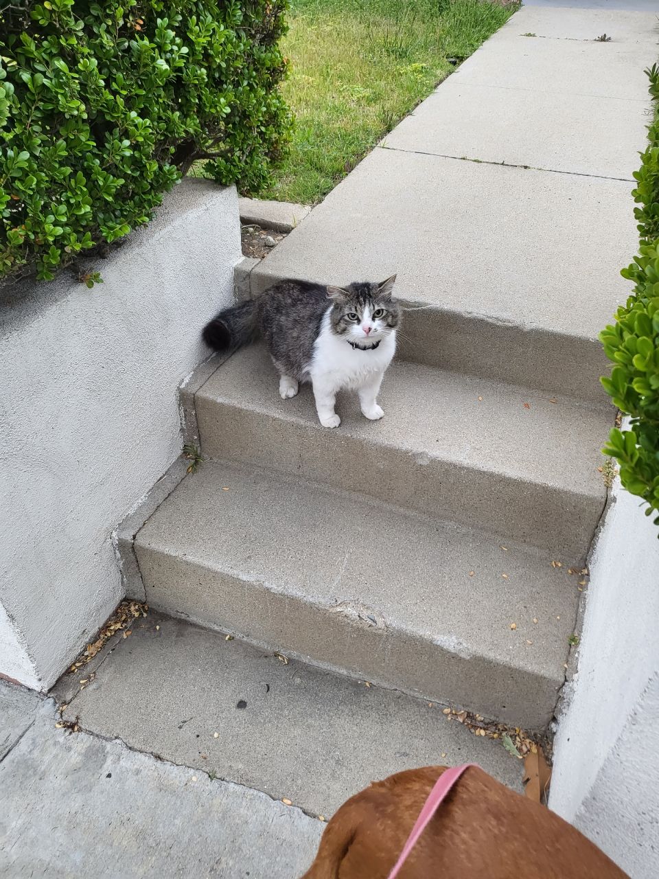 He waits for me at the neighbor steps