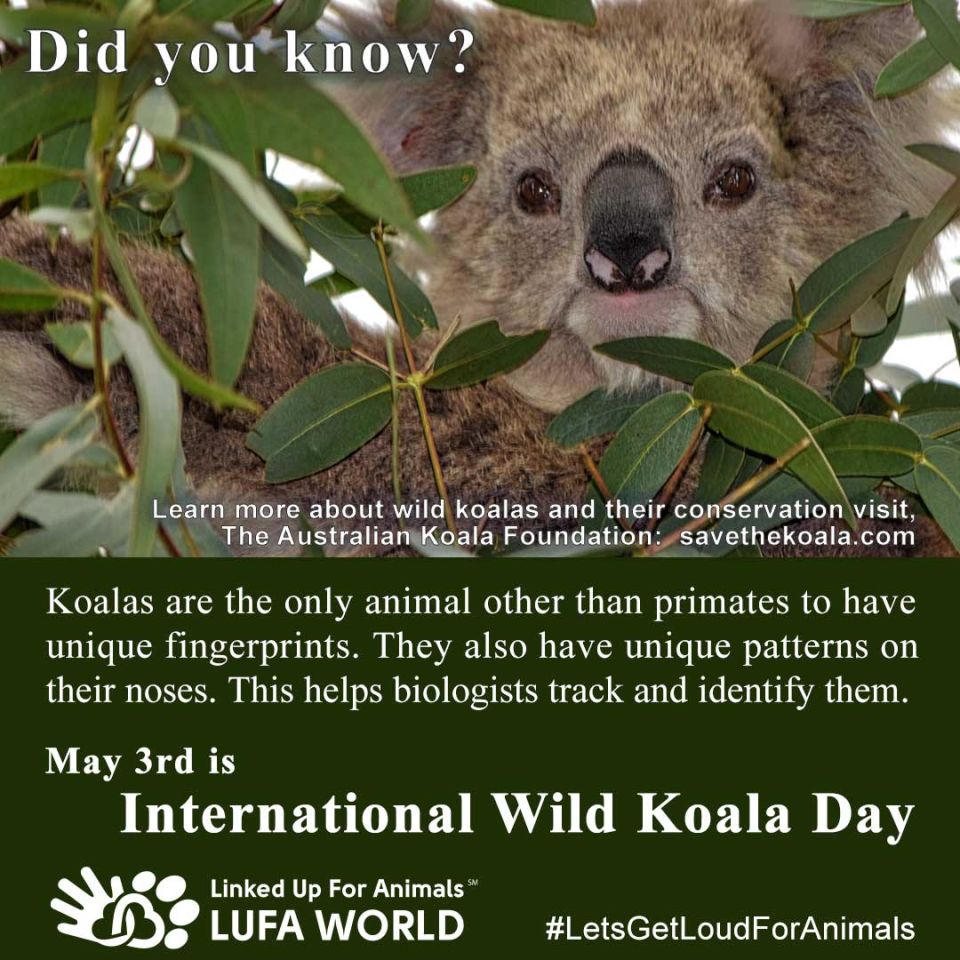 #DidYouKnowMay 3rd is #InternationalWildKoalaDayKoalas are the only animal other than primates to have unique fingerprints. They also have unique patterns on their noses. This helps biologists track and identify them.  Learn more about wild koalas and their conservation visit, Australian Koala Foundation:  savethekoala.com #LetsGetLoudForAnimals