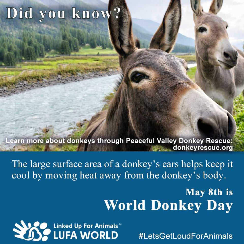 #DidYouKnow #Donkeys May 8th is #WorldDonkeyDay The large surface area of a donkey’s ears helps keep it cool by moving heat away from the donkey’s body. Learn more about donkeys through Peaceful Valley Donkey Rescue: donkeyrescue.org #LetsGetLoudForAnimals J