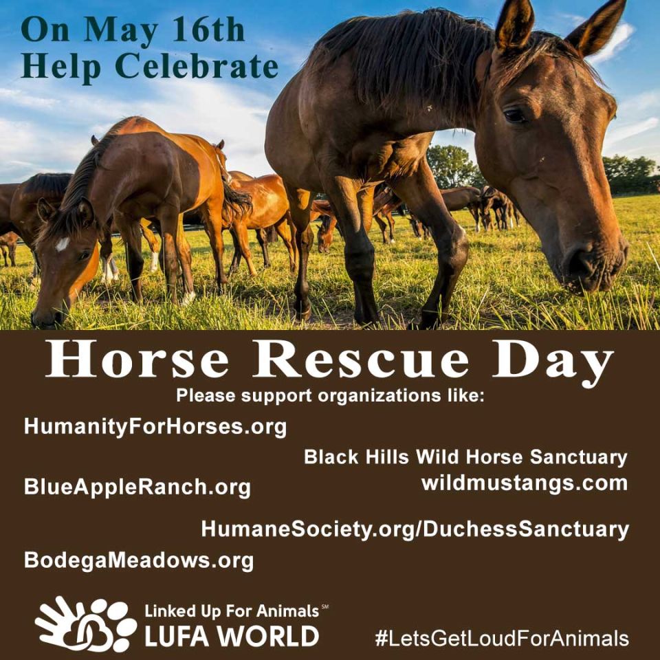 On May 16th Help Celebrate #HorseRescueDayPlease support organizations like:www.HumanityForHorses.orgBlack Hills Wild Horse Sanctuarywildmustangs.comwww.BlueAppleRanch.orgwww.BodegaMeadows.orgHumaneSociety.org/DuchessSanctuary#LetsGetLoudForAnimals