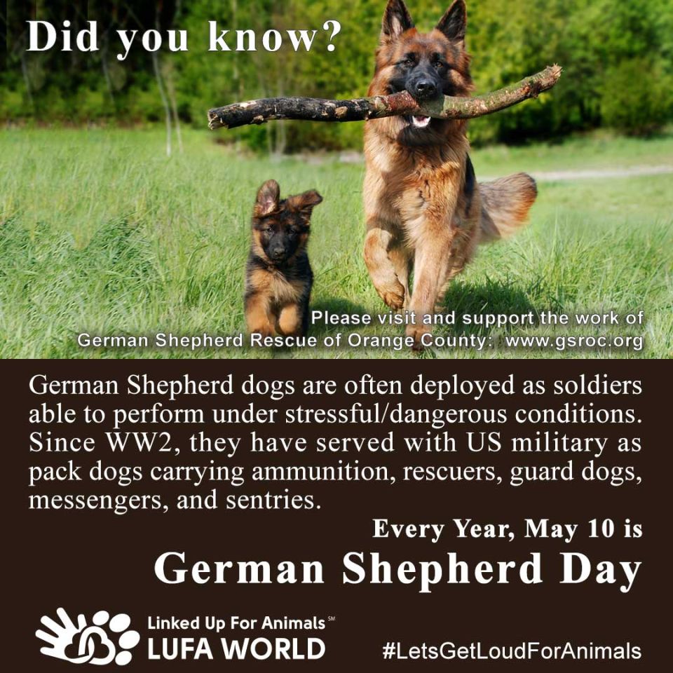 #DidYouKnow Every May 10th is #GermanShepherdDayGerman Shepherd dogs are often deployed as soldiers able to perform under stressful/dangerous conditions. Since WW2, they have served with US military as pack dogs carrying ammunition, rescuers, guard dogs, messengers, and sentries. Please visit and support the work of German Shepherd Rescue of Orange County: www.gsroc.org  #LetsGetLoudForAnimals