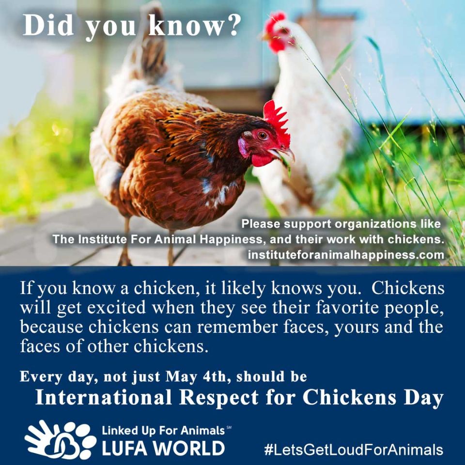 #DidYouKnow #Chickens Every day, not just May 4th, should be #InternationalRespectForChickensDay If you know a chicken, it likely knows you.  Chickens will get excited when they see their favorite people, because chickens can remember faces, yours and the faces of other chickens. Please support organizations like The Institute For Animal Happiness, and their work with chickens. visit: instituteforanimalhappiness.com