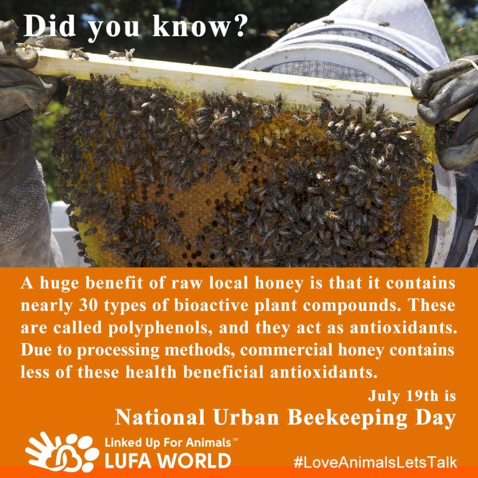 #DidYouKnow it's National Urban Beekeeper day?! What a uniquely specific thing to celebrate!