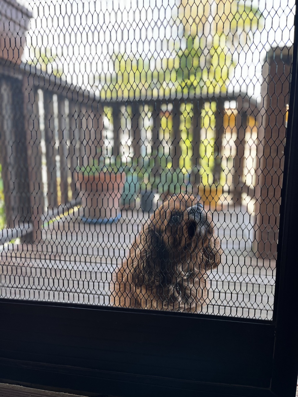 “Pweaseee can I come in? 🥺” - Rusty