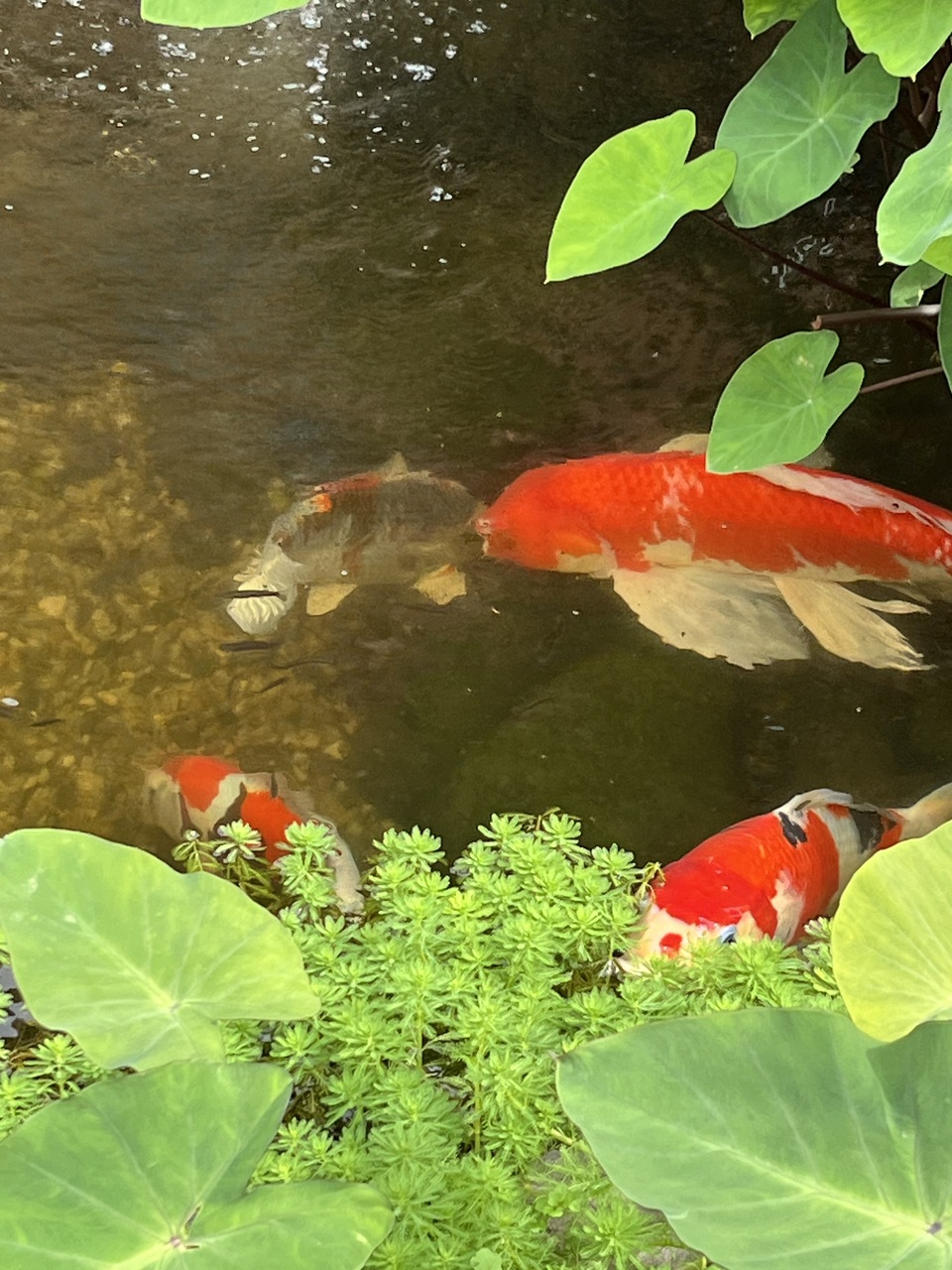 The koi are happy this morning!