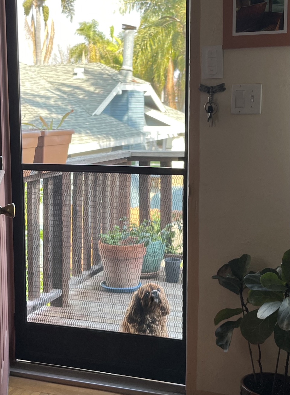 “Pweaseee can I come in? 🥺” - Rusty