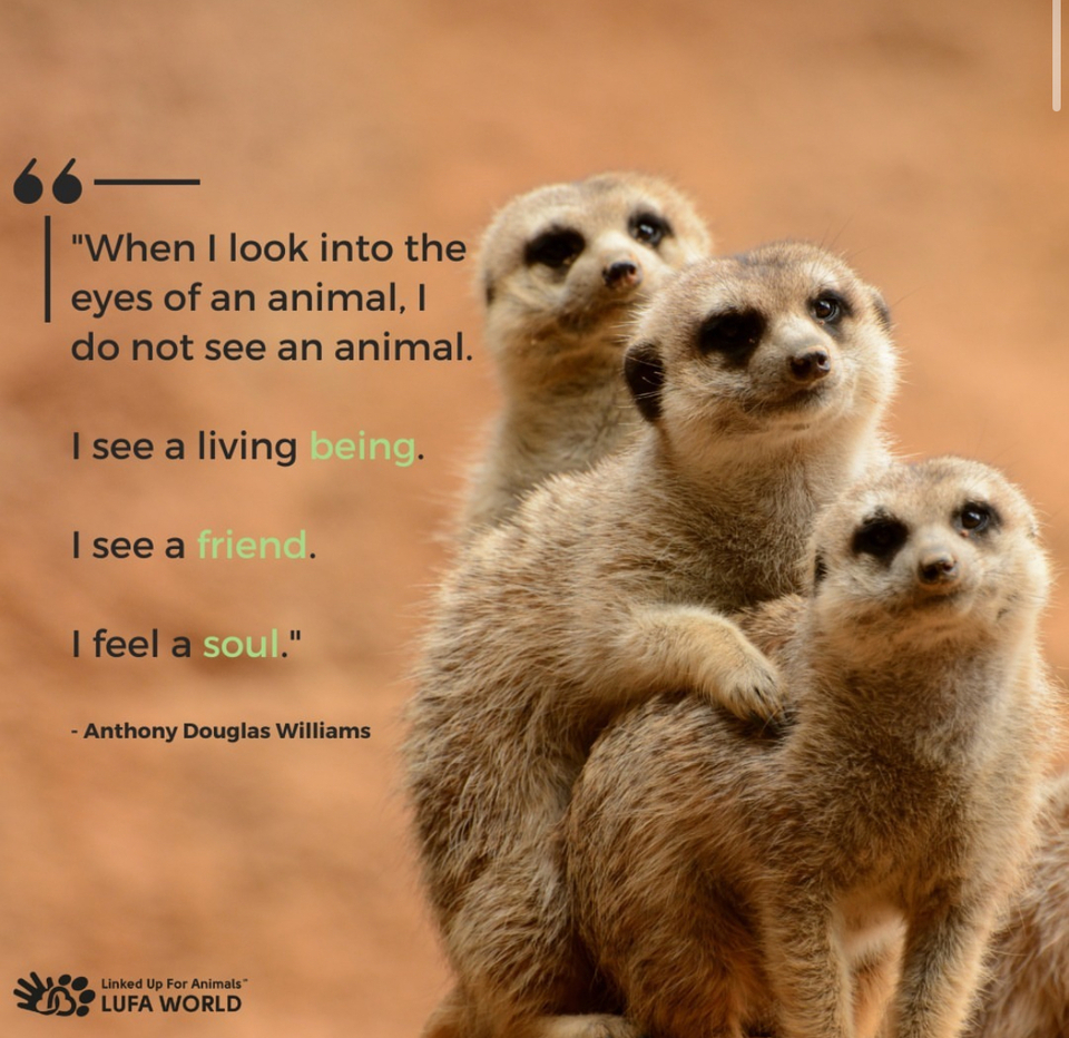 🌿🐾 "When I look into the eyes of an animal, I do not see an animal. I see a living being. I see a friend. I feel a soul." - Anthony Douglas Williams 🐾🌿⁠⁠Today, we honor the legacy of Anthony Douglas Williams, a passionate advocate for animals and the environment. His words remind us of the profound connection we share with all creatures and the importance of treating them with kindness and respect.⁠⁠Williams believed in the intrinsic value of every living being, advocating for compassion, empathy, and conservation. Through his writings and activism, he inspired countless individuals to stand up for the rights and well-being of animals, urging us to reevaluate our relationship with the natural world.⁠⁠Let's continue his work by fostering empathy, promoting ethical treatment, and advocating for the protection of all species. Together, we can create a world where every living being is cherished and respected. 🌍🐾 ⁠⁠#AnimalAdvocacy #CompassionForAll #LegacyOfLove #AnimalLovers #Animals #AnimalQuotes #AnimalQuote #QuoteOfTheDay