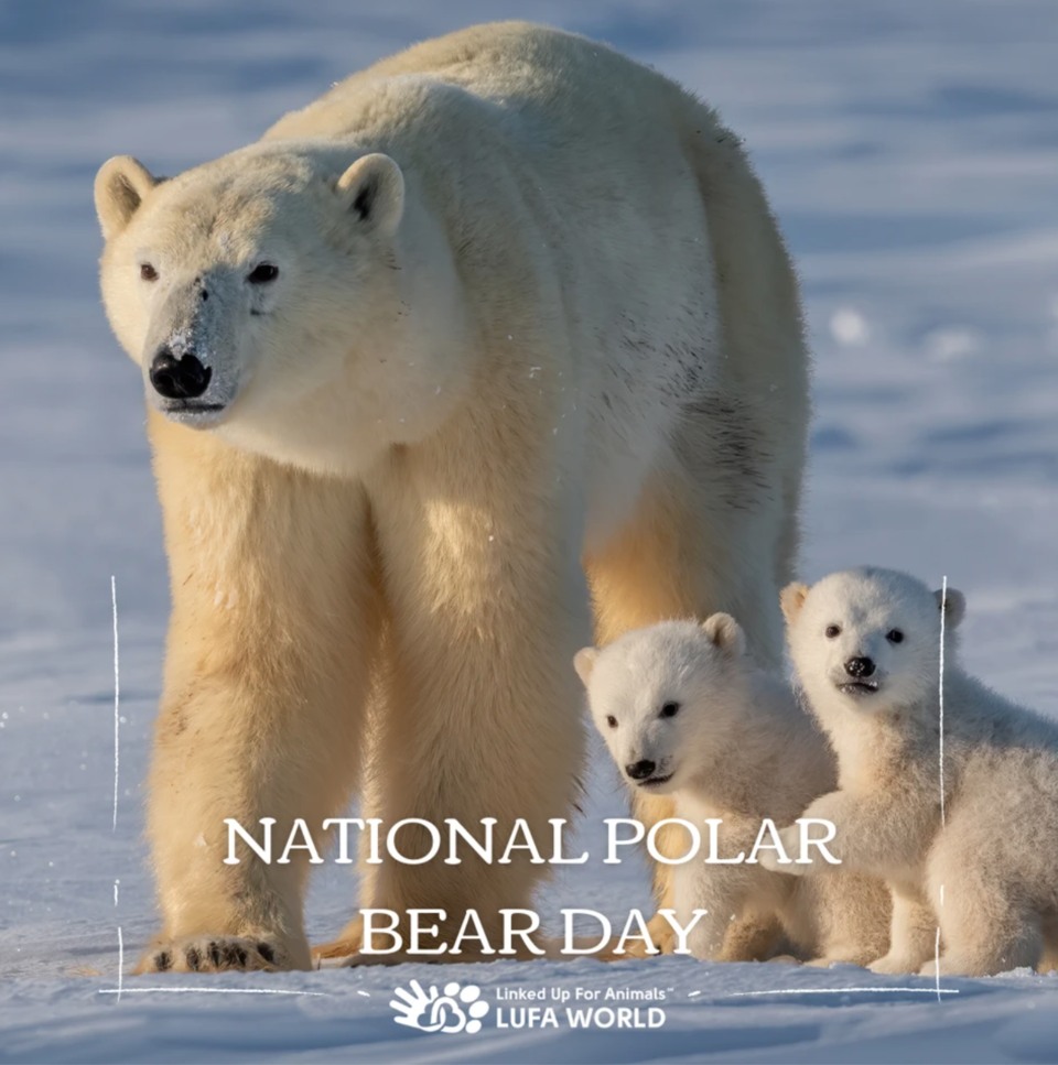 🐻🌍 Celebrating the majestic creatures that brave the Arctic wilderness, it's National Polar Bear Day! 🎉 Join us today as we honor the remarkable resilience and strength of these incredible giants. Let's raise awareness together and protect their icy habitats for generations to come. 💙 Visit polarbearsinternational.org to learn how you can make a difference! ✨  #polarbear #polarbears #animallovers #animallover #wildlifeconservation #polarbearconservation #savethepolarbears #wildlife #arctic