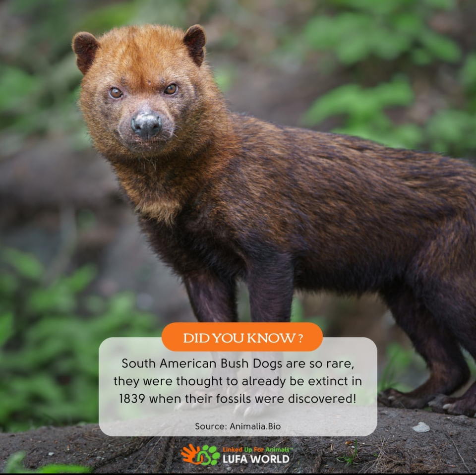 🌿🐕 Did you know? The South American Bush Dog (Speothos venaticus) is one of the most fascinating and elusive canines in the world!⁠⁠Tiny but Mighty: Despite their small size—only about 30 cm (12 inches) tall at the shoulder—Bush Dogs are formidable hunters! They live in packs and can take down prey much larger than themselves, such as peccaries.⁠⁠Aquatic Aficionados: These dogs love the water! Their webbed feet make them excellent swimmers, and they often hunt aquatic animals. They are so adept in the water that they have been known to catch fish!⁠⁠Ancient Lineage: Bush Dogs are part of an ancient lineage, with fossils dating back over 5 million years. They have remained relatively unchanged, showcasing a fascinating glimpse into the past.⁠⁠Unique Communication: Bush Dogs have a diverse range of vocalizations. They bark, whine, and even chirp to communicate with their pack members. Each sound has a distinct purpose, from coordinating hunts to warning of danger.⁠⁠Hidden Habitats: Found in the dense rainforests of South America, Bush Dogs are incredibly elusive. They range from Panama to northern Argentina but are rarely seen due to their reclusive nature and preference for dense underbrush.⁠Next time you think of canines, remember the South American Bush Dog, a small but mighty predator with a penchant for swimming and an ancient heritage! 🌳🌊🐶 #animals #Animallovers #Animalfacts #Animalfact #animaltrivia #didyouknow #rareanimals #bushdogs #bushdog #southamericanbushdogs #southamericanbushdog