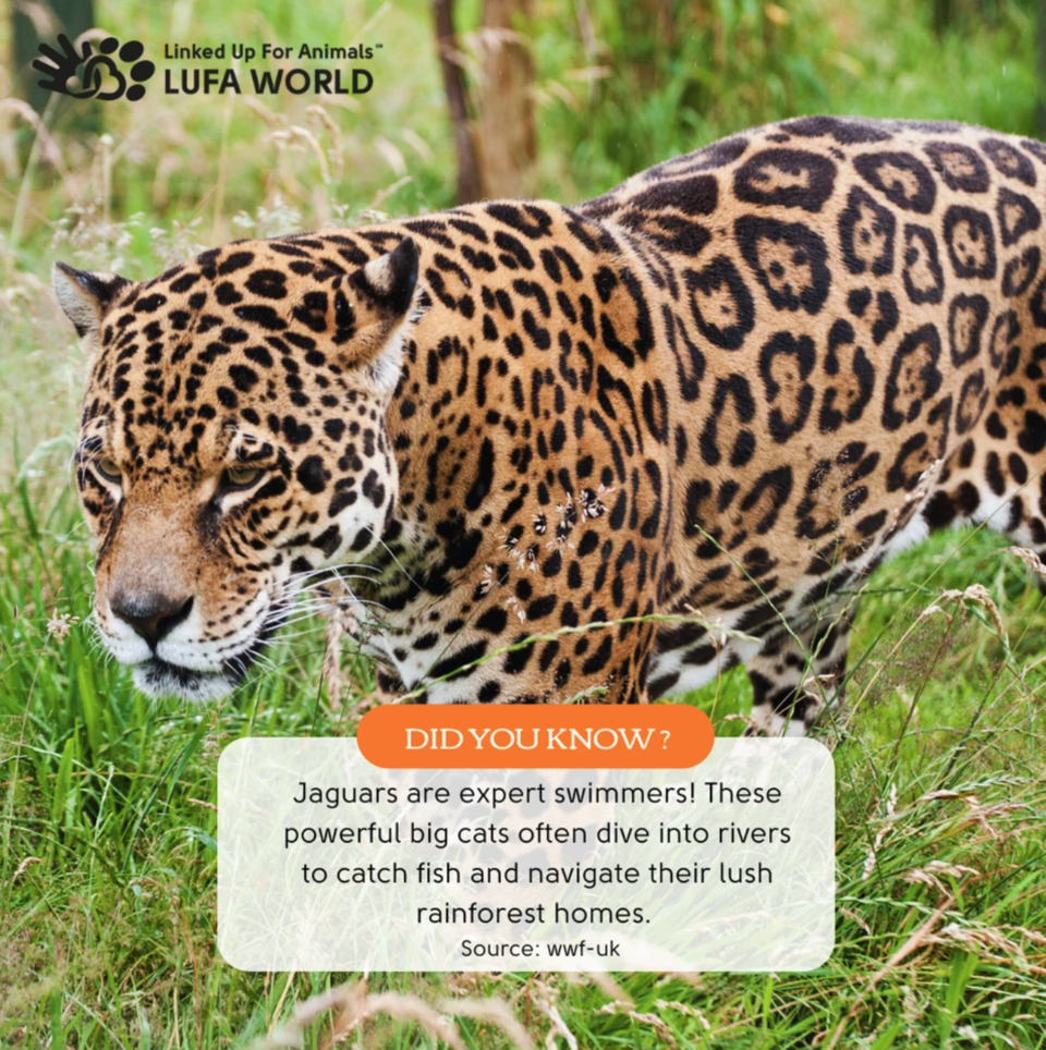 🏞️ Amazon Adventure: Jaguars are expert swimmers! 🐆 These powerful big cats often dive into rivers to catch fish and navigate their lush rainforest homes. 🌳 #AmazonLife #Wildlife #funfacts #animalfacts #animals #wildlifefacts #animaltrivia #animallovers #jaguar #jaguars #jaguarfacts #jaguarlovers