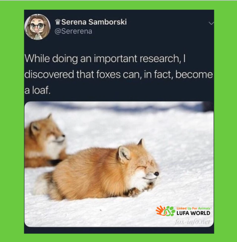 The softest, most golden loaf! #foxes #fox #foxlovers #animalmemes #animals