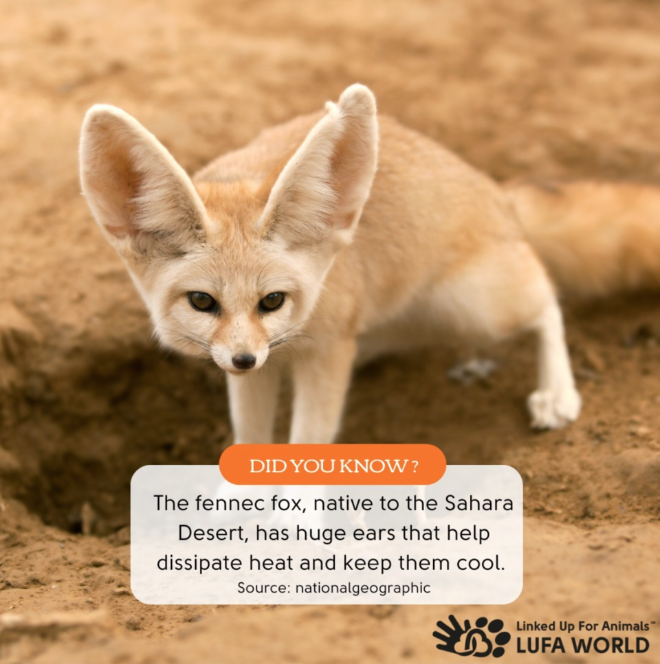 🌵 Desert Dwellers: The fennec fox, native to the Sahara Desert, has huge ears that help dissipate heat and keep them cool. 🦊 Adaptation at its cutest! #wildlife #animalfacts #animaltrivia #foxfacts #didyouknow #fox #foxes #foxlovers #fennecfox #fennecfoxes #fennecfoxfact