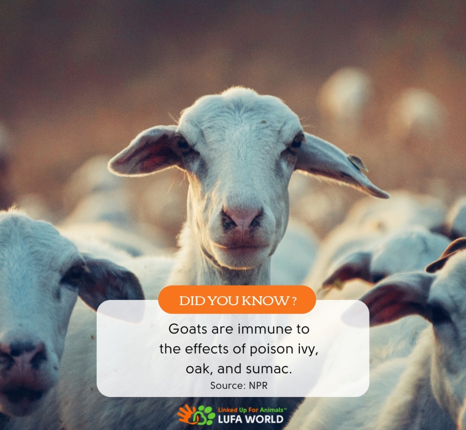 Who knew goats were immune to nature's itchiest foes? 🐐 According to NPR, poison ivy, oak, and sumac are no match for these furry adventurers! #goats #goat #goatfacts #goatfact #goatlove #goatcommunity #animalfacts #animalfact #Animaltrivia #animals #animallovers #wildlife #nature #didyouknow #funfact #lufaworld