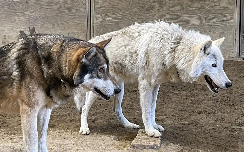 Anyone watch Yellowstone? I’m so fortunate that I pet sit for folks. Meet the wolves from Yellowstone. They are a crack up they think they are huge dogs. I love sitting for them.