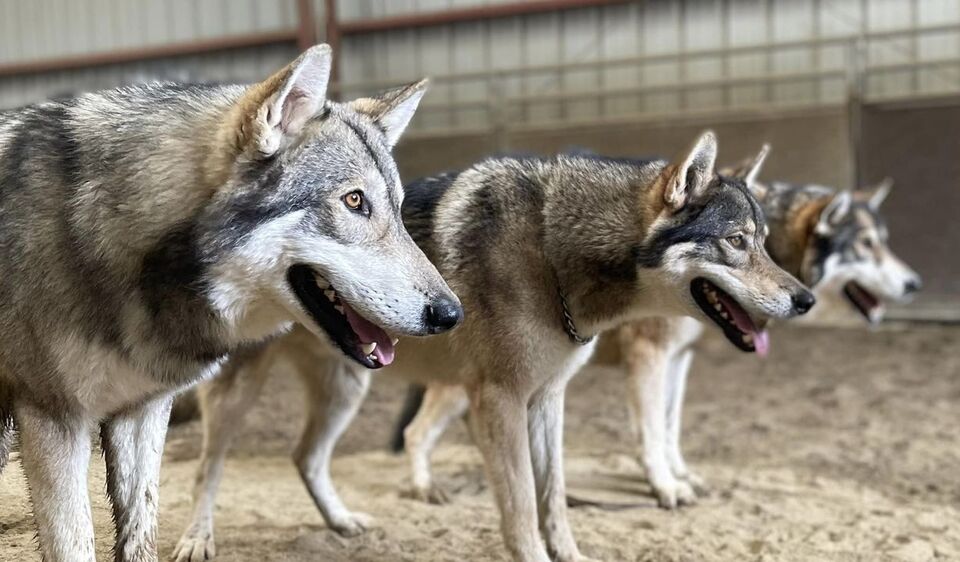Anyone watch Yellowstone? I’m so fortunate that I pet sit for folks. Meet the wolves from Yellowstone. They are a crack up they think they are huge dogs. I love sitting for them.