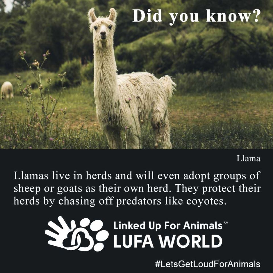 #DidYouKnow #LlamaLlamas live in herds and will even adopt groups of sheep or goats as their own herd. They protect their herds by chasing off predators like coyotes.#LetsGetLoudForAnimals